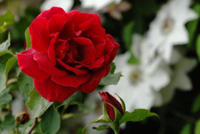 Rosa_Etoile_dHollande_1_21-05-2009.jpg