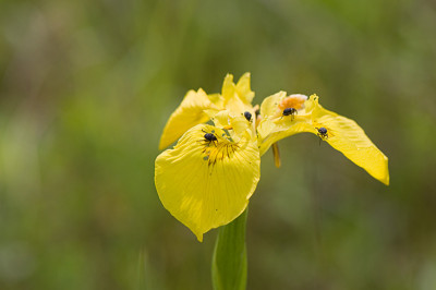 Sumpfschwertlilie-Mai2009.jpg