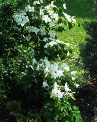 Cornus_kousa5.jpg
