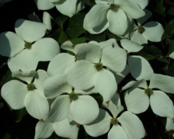 Cornus_kousa4.jpg