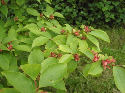 Knospen_von_Stewartia_pseudocamellia.jpg