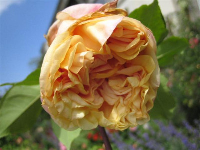 IMG_4773_Small.JPG