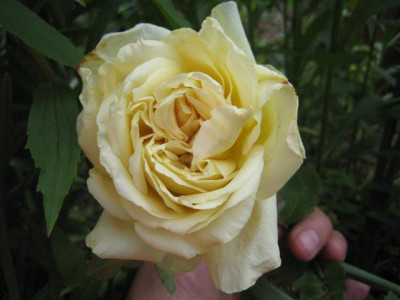 IMG_4769_Small.JPG
