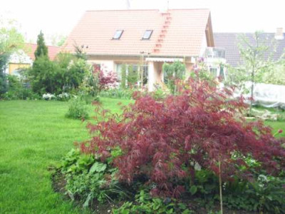 Acer_palmatum_dissectum1.jpg
