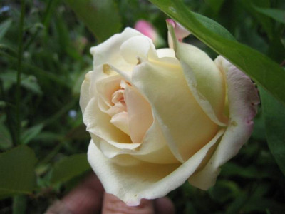 IMG_4770_Small.JPG