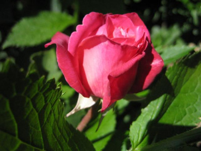 IMG_4797_Small.JPG