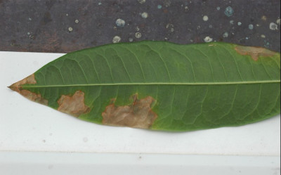 unterseite_blatt.jpg