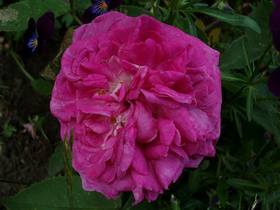 rdv_stange2009_2_zg.jpg