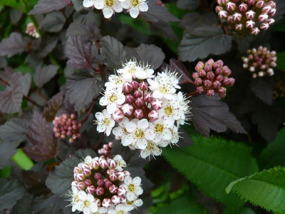 Physocarpus_opulifolius_Diabolo_fars_2009.jpg