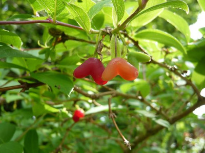 Lonicera_x_purpusii_2_fars_2009.jpg