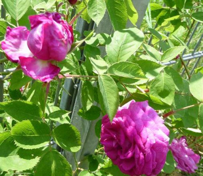 RdV_05_09_03.JPG