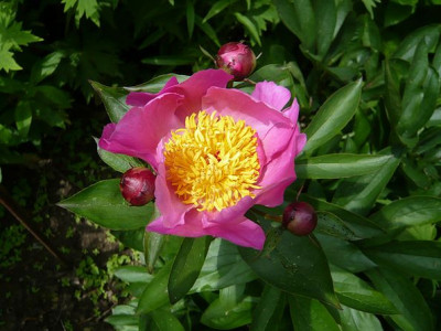 Paonie_Holbein_fars_2009.jpg