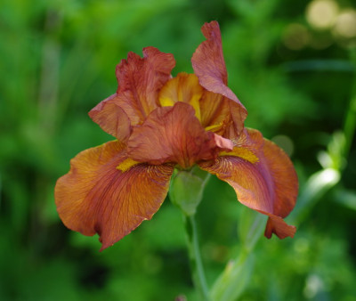 IMGP2326_unbek._Iris_braun.jpg