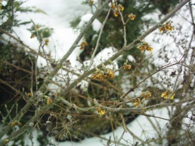 Hamamelis_2.JPG