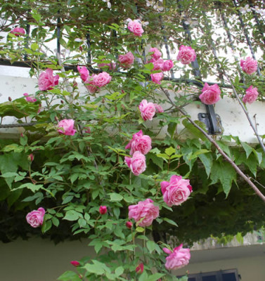 Old_Blush_Clg_0010__47073.jpg