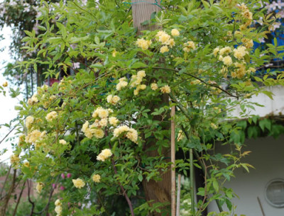 Rosa_banksia_lutea_0010__47082.jpg