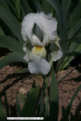 zb02_Ingeborg_040-050cm_ef_07x_.JPG