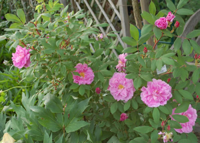 Therese_Bugnet_0010__47038.jpg