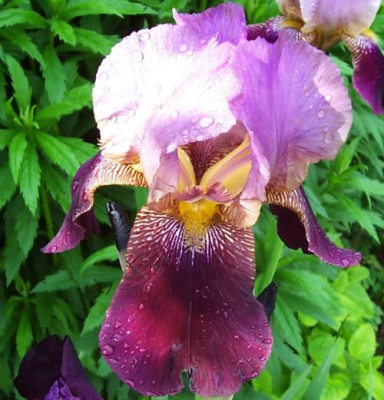 000_3758_falsche_Iris.jpg