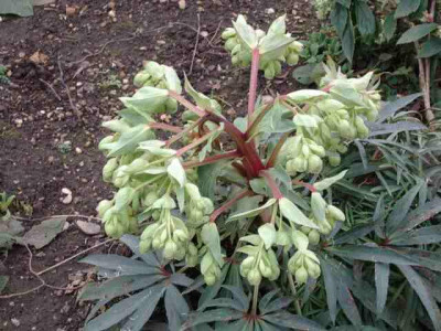 helleborus_sp_gr.jpg