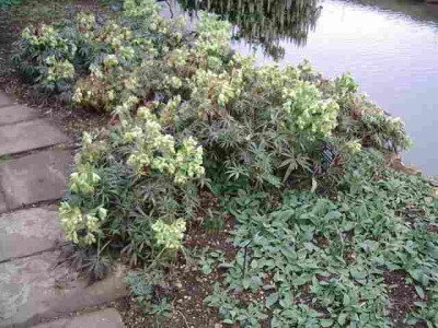 helleborus_3.jpg