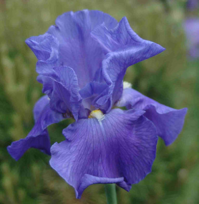 A9149a.JPG