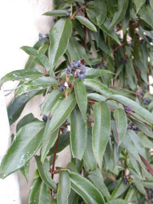 Lonicera_alseumioides_1.jpg