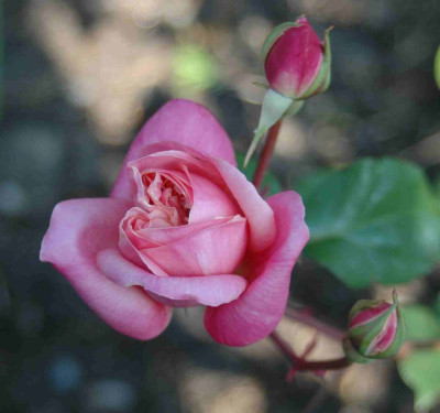 A9139a.JPG