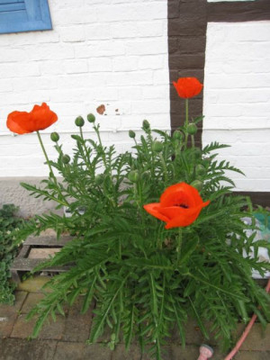 Papaver_orientale_Samling_05261.jpg