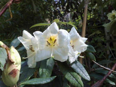 Kopie_von_23052009Rh.liliiflorum_Guiz163_02.jpg