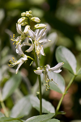 Dictamnus-albus-albiflorus-Mai2309.jpg