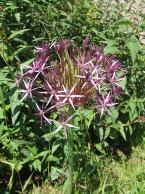 Allium_cristophii_star_of_persia.jpg