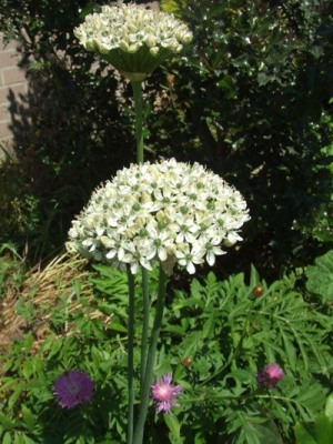 Allium_schoenoprasum_1.jpg