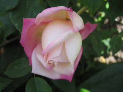 IMG_4806_Small.JPG