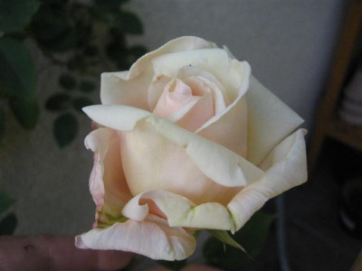 IMG_4816_Small.JPG