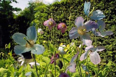 p_SDIM0096_Meconopsis.jpg