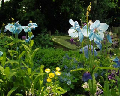 p_SDIM0101_Meconopsis.jpg