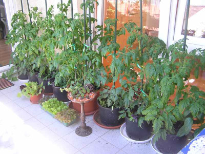 1tomaten0509.jpg