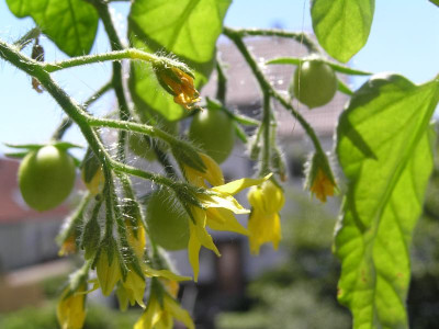 2tomaten0509.jpg