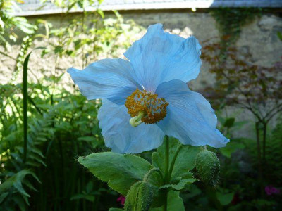 Meconopsis_betonicifolia_Lindholm_fars_2009.jpg