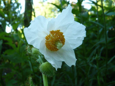 Meconopsis_betonicifolia_weiss_2_fars_2009.jpg
