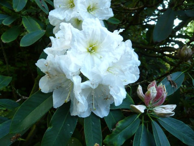 Rhododendron_decorum_fars_2009.jpg