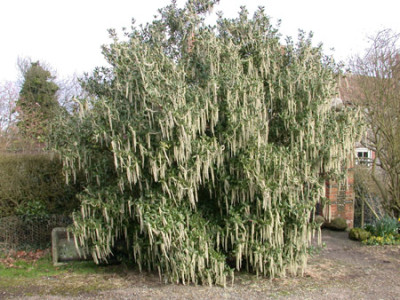 Garrya-James-Roof.jpg