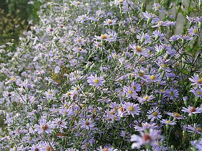 aster_laevis.jpg