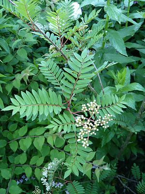 Sorbus_vilmorinii_fars_2009.jpg
