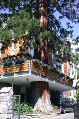 Sequoiadendron_1.jpg
