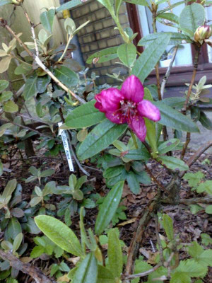 Kopie_von_24052009Rh.camelliiflorum_C.W.Bhutan_Cox.jpg