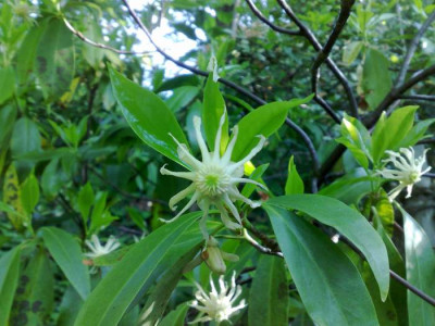 Kopie_von_24052009Illicium_floridanum_var.album.jpg