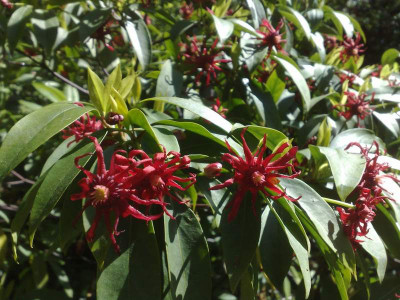 16052009Illicium_floridanum.jpg