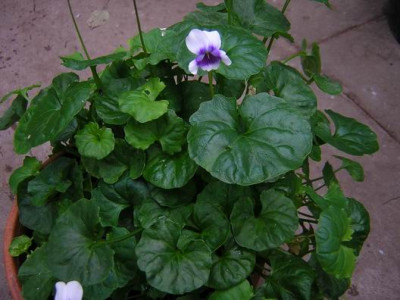 Viola_hederacea_.JPG